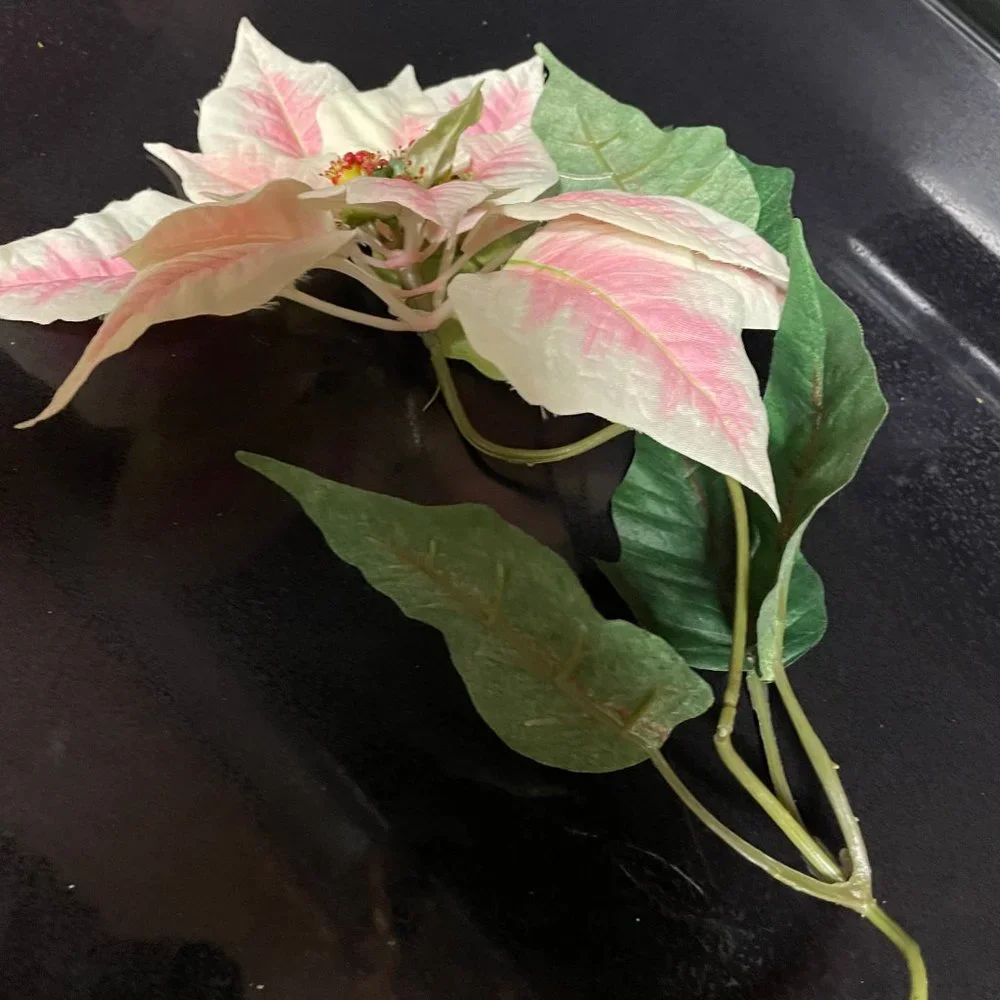 Large pinkish poinsetta